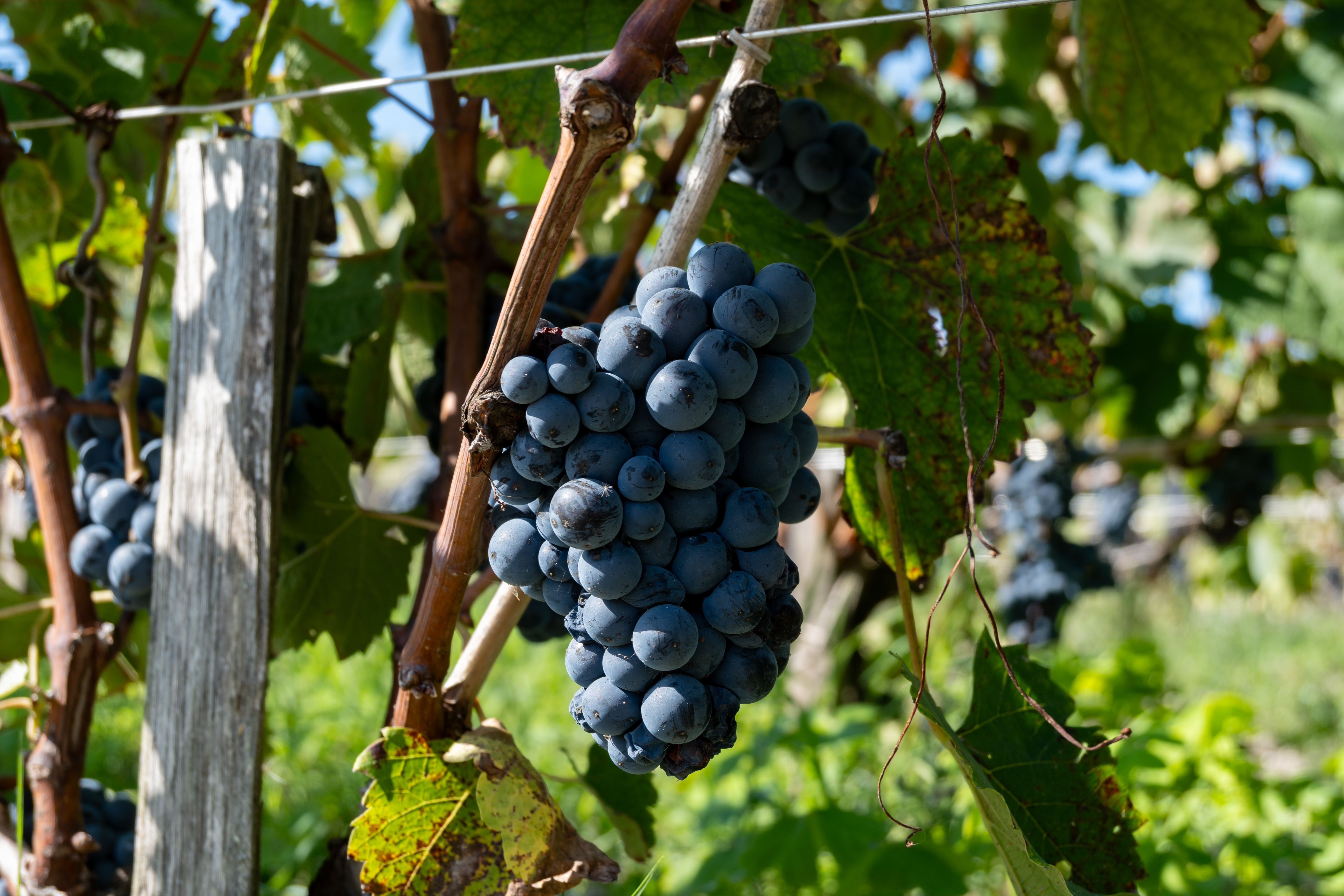 42km of laughter, wine and happiness